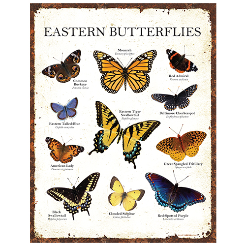 Eastern Butterflies