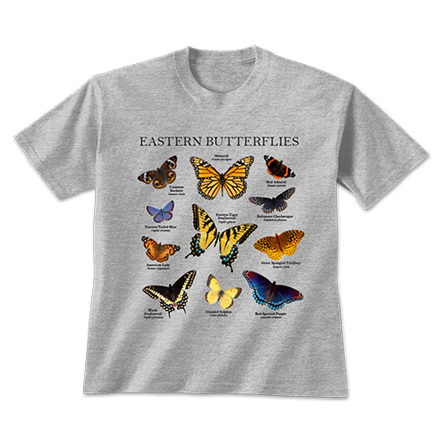 Eastern Butterflies