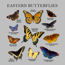 Sports Grey Eastern Butterflies T-Shirt 