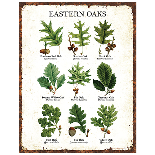 Eastern Oaks