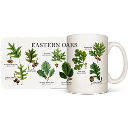 White Eastern Oaks Coffee Mugs 