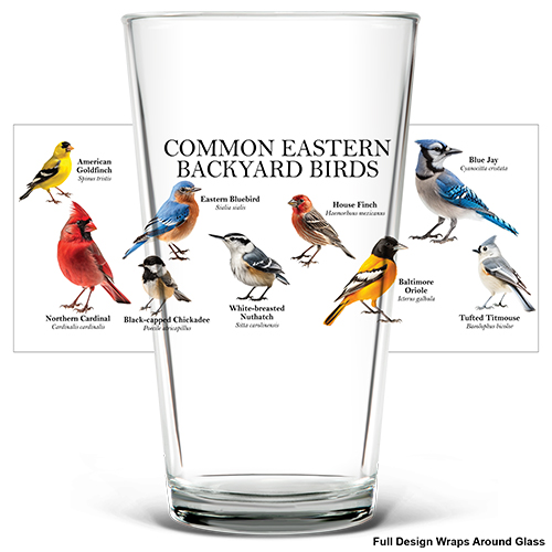 Common Eastern Birds