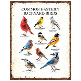 NA Common Eastern Birds Tin Sign 