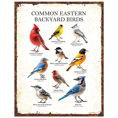 Common Eastern Birds