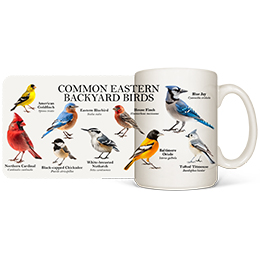 White Common Eastern Birds Coffee Mugs 