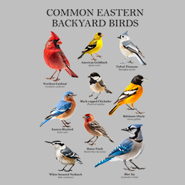 Sports Grey Common Eastern Birds T-Shirt 