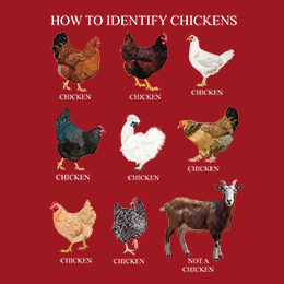 Cardinal red How to Identify Chickens T-Shirt 